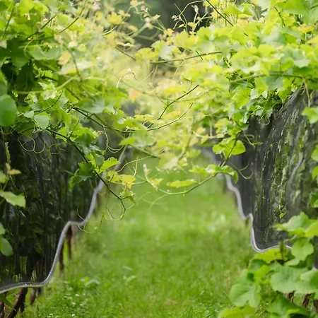 酒店 Schloss Rattey - Haus Weinwerk Schonbeck (Mecklenburg-Vorpommern)