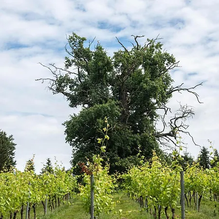 Schloss Rattey - Haus Weinwerk Schonbeck (Mecklenburg-Vorpommern)